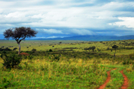 Kenia, cuna del mundo