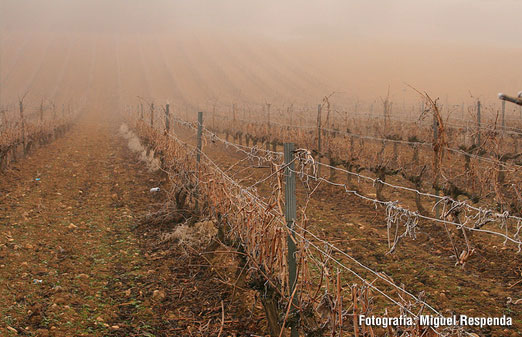 Ribera del Duero