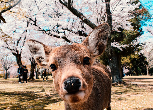 Japón