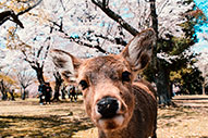 Nara, la ciudad de los ciervos de Japón
