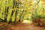 Bosques más bonitos del norte de España