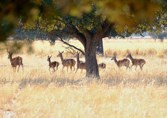 Parque Nacional de Cabañeros