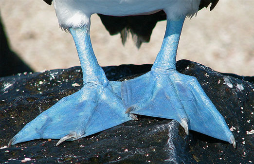 Islas Galápagos