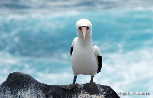 Islas Galápagos